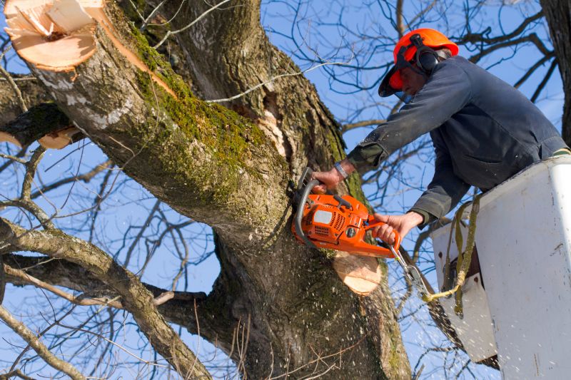 Birch Tree Removal in Duluth, MN