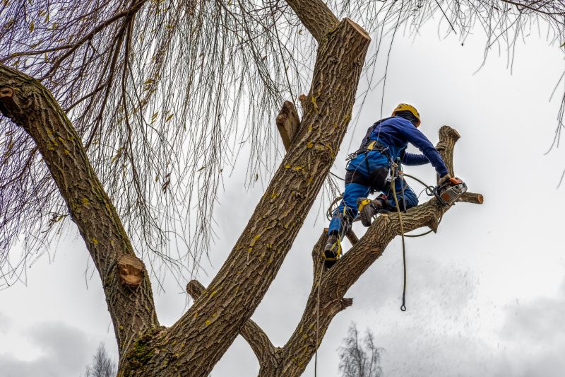 Tree Logging