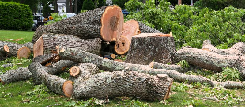 Cypress Tree Removal in Duluth, MN