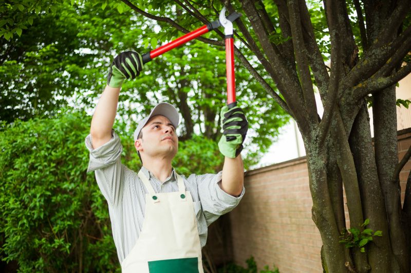 Dead Branch Removal in Reno, NV