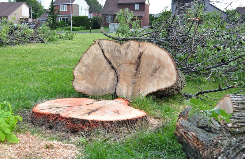 Dogwood Tree Removal in Duluth, MN