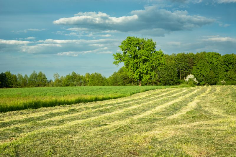 Ground Clearing in Gwinnett County, GA