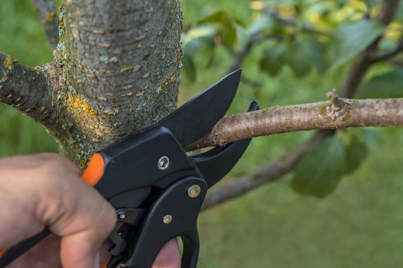 Palm Tree Removal in Montgomery County, PA