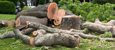 Tree Removal in Forested Areas