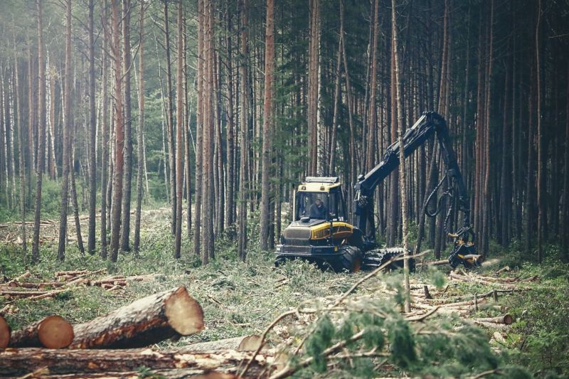 Timber Harvesting