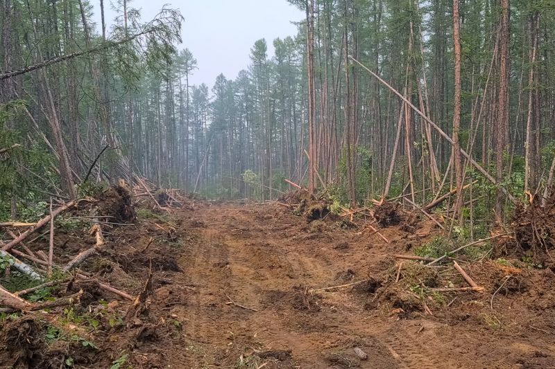 Undergrowth Removal in Cumming, GA