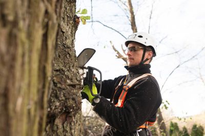 Arborists and Tree Care Experts