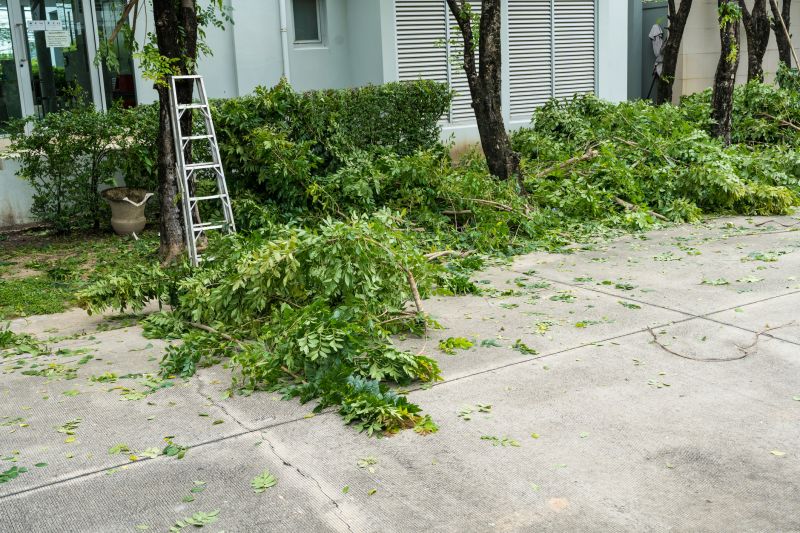 Willow Tree Removal in Duluth, MN